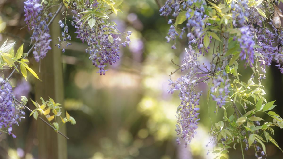 藤下记：青石阶前影半斜，浮光碎玉叠藤花插图4