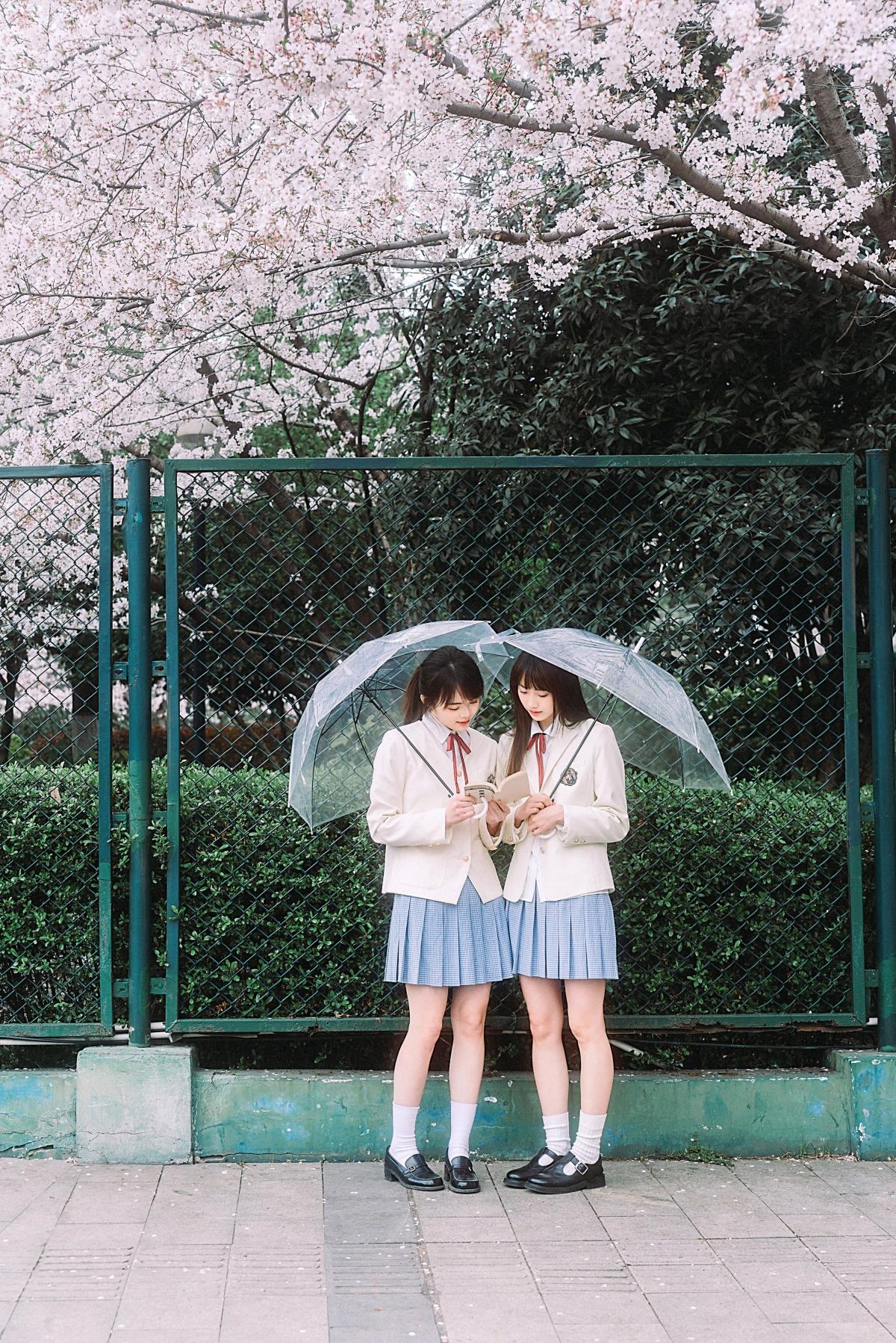 春日樱花下的华尔兹与协奏曲