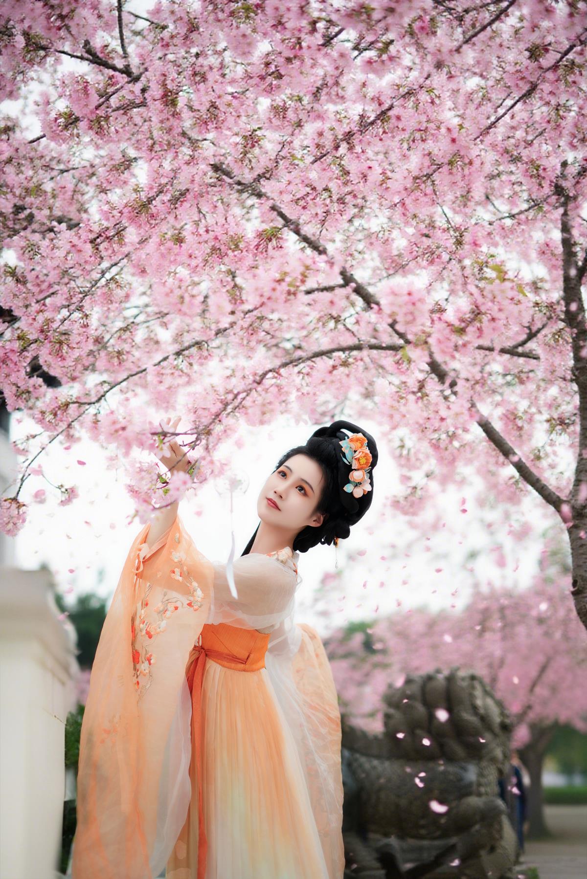 樱花树下，尽显古风之美