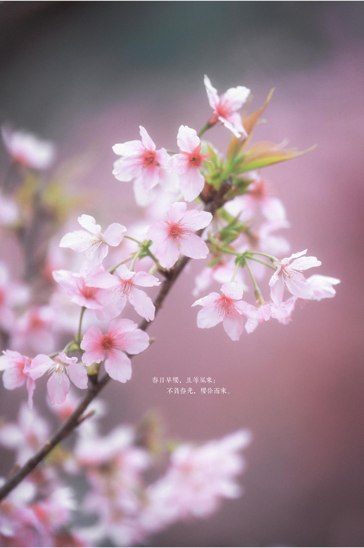 古风姐姐于樱花季着汉服谱写美好瞬间，恰似陌上花开