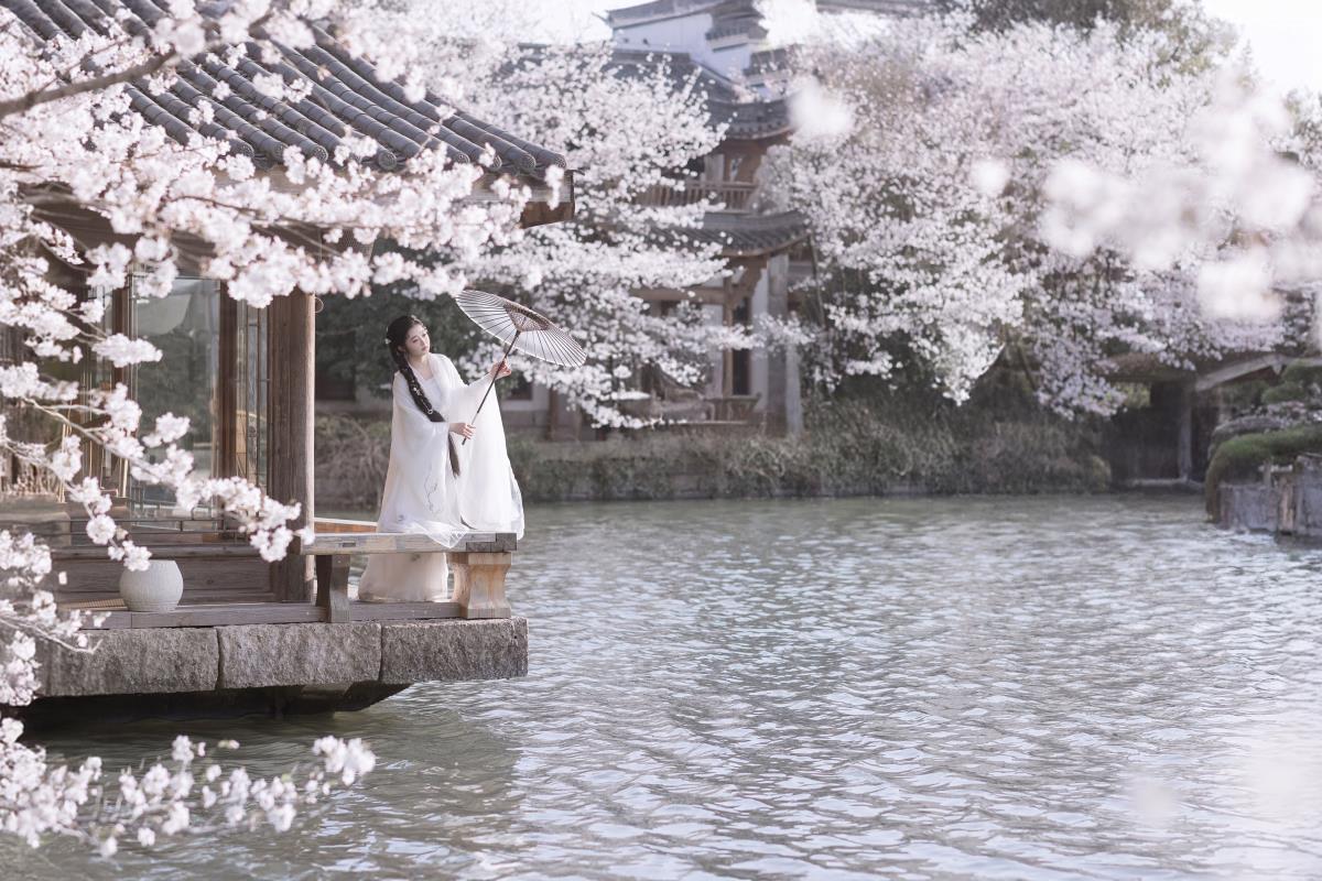 故园赏樱：仙女风姿，绮罗香韵里的诗意意境